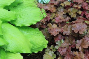 Coral Bells-plants-with-color-in-the-leaves