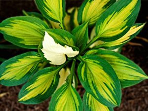 Winter Flower Garden Ideas-hosta-plant