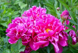 Peony Flowering Plants-