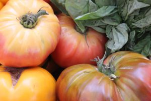 Tomato Plant Sucker-heirloom-tomatoes