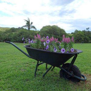 Flower Container Ideas For Full Sun-flowers-in-wheel-barrow