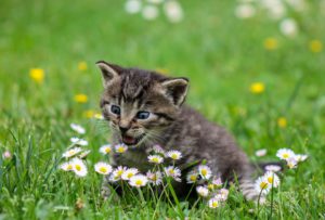 Best Pet Friendly Fertilizer-kitten-in-the-garden