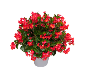 Flowering Begonia-indoor-hanging-plant-basket