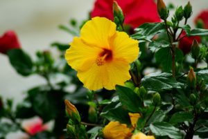 Hibiscus Flowers-hibiscus-gall-midge