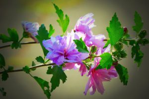 Hibiscus Purple Mallow-hibiscus-gall-midge