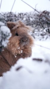 Winter Wildlife Garden-a rabbit-in-the-snow