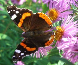 What To Plant In August-admiral-butterfly-on-aster