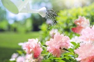 How To Garden Naturally-watering-pink-peonies