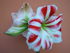 Amaryllis-amaryllis-plant-instructions