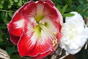 Amaryllis Red Blossom-amaryllis-plant-care-instructions