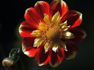 How To Grow Dahlias-dahlias