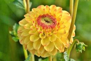 How To Grow Dahlia-yellow-dahlia