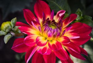 What To Plant In August-dahlia-flowers