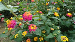 Systemic Plant Insecticide-lantana-flowering-plant