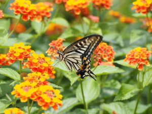 How To Grow Lantanas In Pots-swallowtail -butterfly-collecting-nectar-from-lantanas