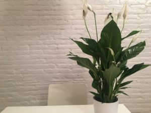 Indoor House Plant Care-peace-lily