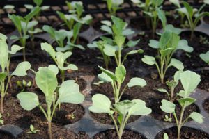 Cabbage Seedlings-grow-your-own-microgreens