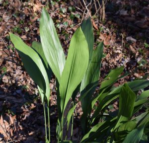 Cast Iron-cast-iron-plant-care