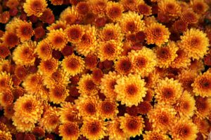 Chrysanthemum-chrysanthemum-flower-care