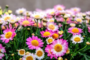 What To Plant In August-chrysanthemum-flowers