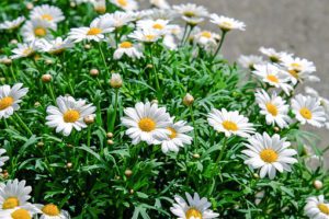 Daisies-daisy-flower-care