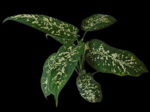 Dieffenbachia-dumb-cane-care