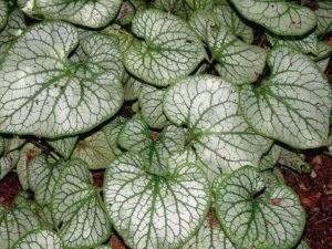 Peperomia Plant-peperomia-plant-care