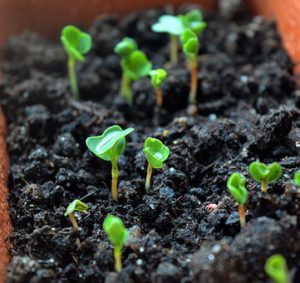 How To Make Organic Soil-seeds-sprouting