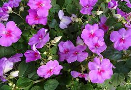 Purple Impatiens