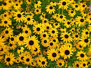 What To Plant In Augut-black-eyed-susan-flowers