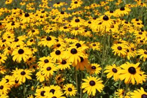 Black-Eyed Susan Flowers-black-eyed-susan-flowering-plant