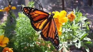 Monarch Butterfly-monarch-butterfly-life-cycle