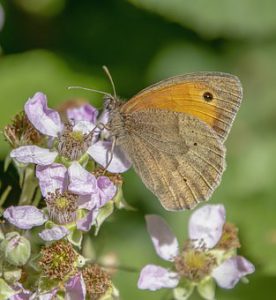 Meadow brown butterfly collecting pollen