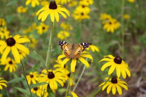 Butterfly on black-eyed susan