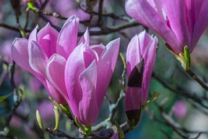 Magnolia Flowers