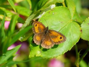 meadow-brown-butterfly