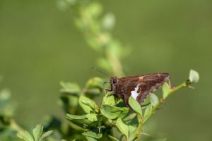 Silver-spotted skipper