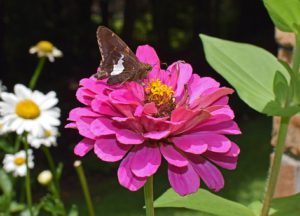 Fall Butterfly Garden tips-silver-spotted-skipper-on-a-zinnia-flower