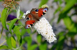 The red admiral butterfly