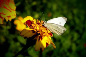 Cabbage White Butterfly Diet-cabbage-white-collecting-nectar-