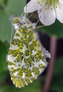 Orange-tip butterfly