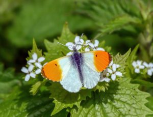 Orange-tip-butterfly-collecting- nectar