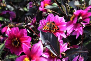 Small tortoiseshell Butterfly