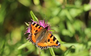 Small tortoiseshell butterfly-collecting nectar