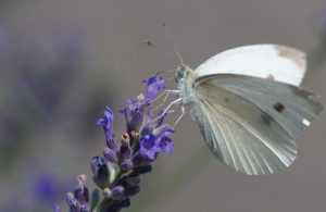 Cabbage White butterfly Host Plant-cabbage-white-collecting-nectar