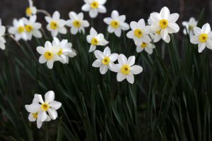 Winter Flower Garden Ideas-white-flower-daffodils