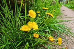 Dandelions-how-grow-dandelions