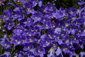 Blue Bell Flowers