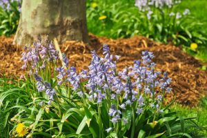 Bluebell flowering plants