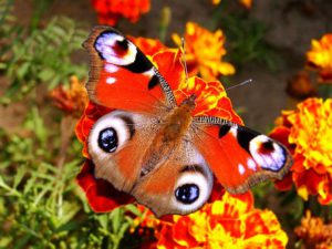 Peacock Butterfly Life Cycle-peacock-butterfly-collecting-nectar